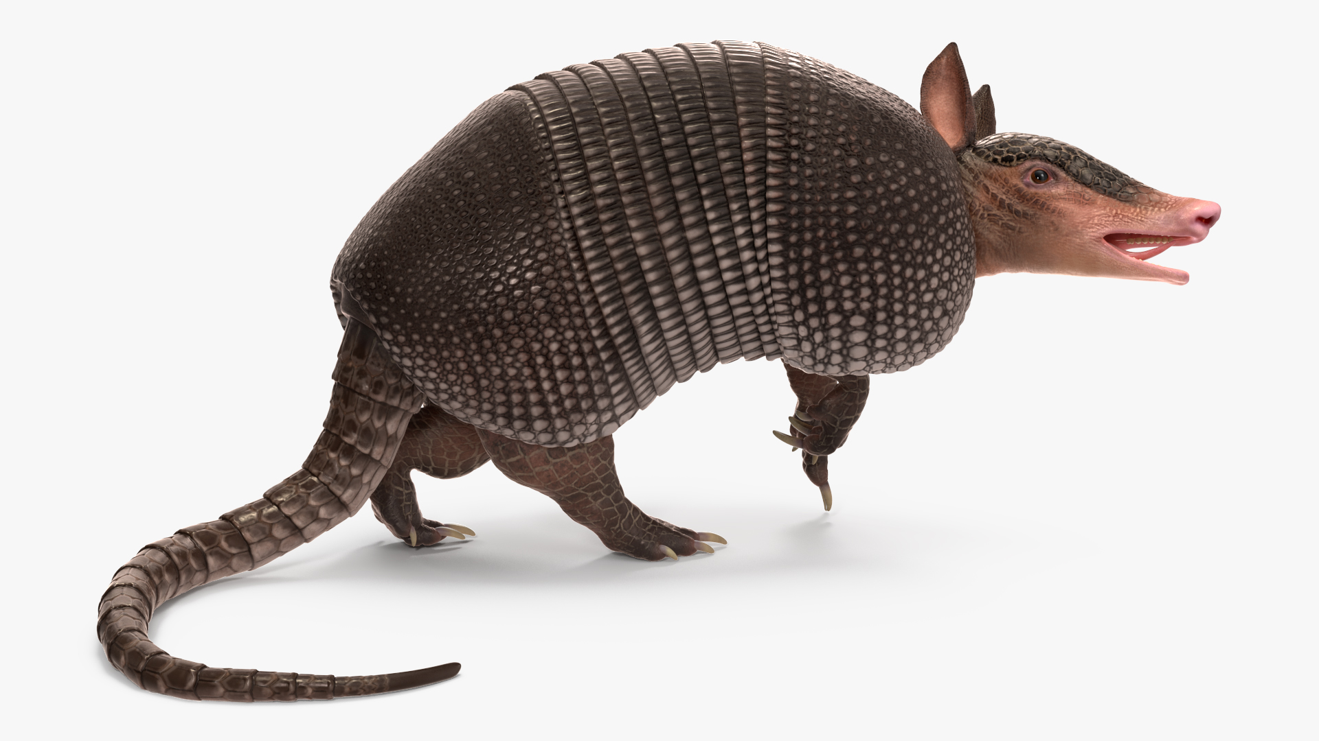 3D Armadillo Black Rigged for Cinema 4D