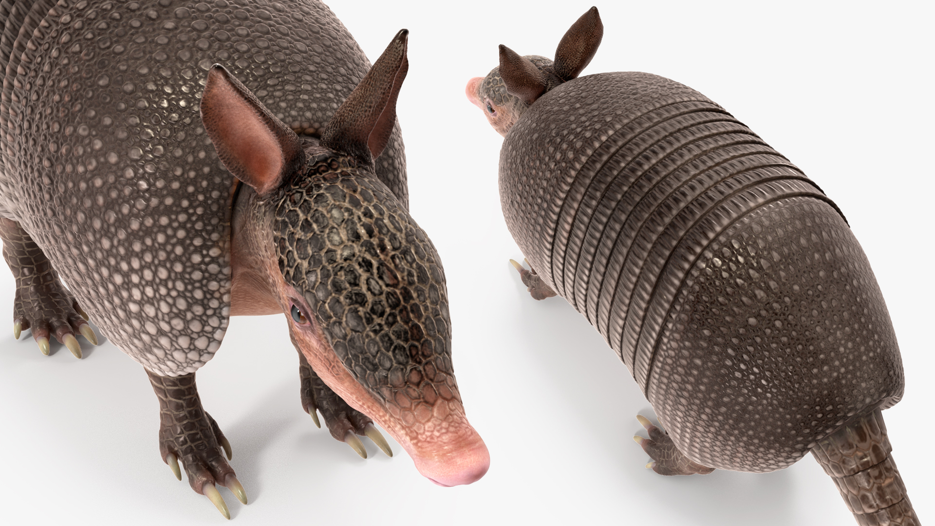 3D Armadillo Black Rigged for Cinema 4D