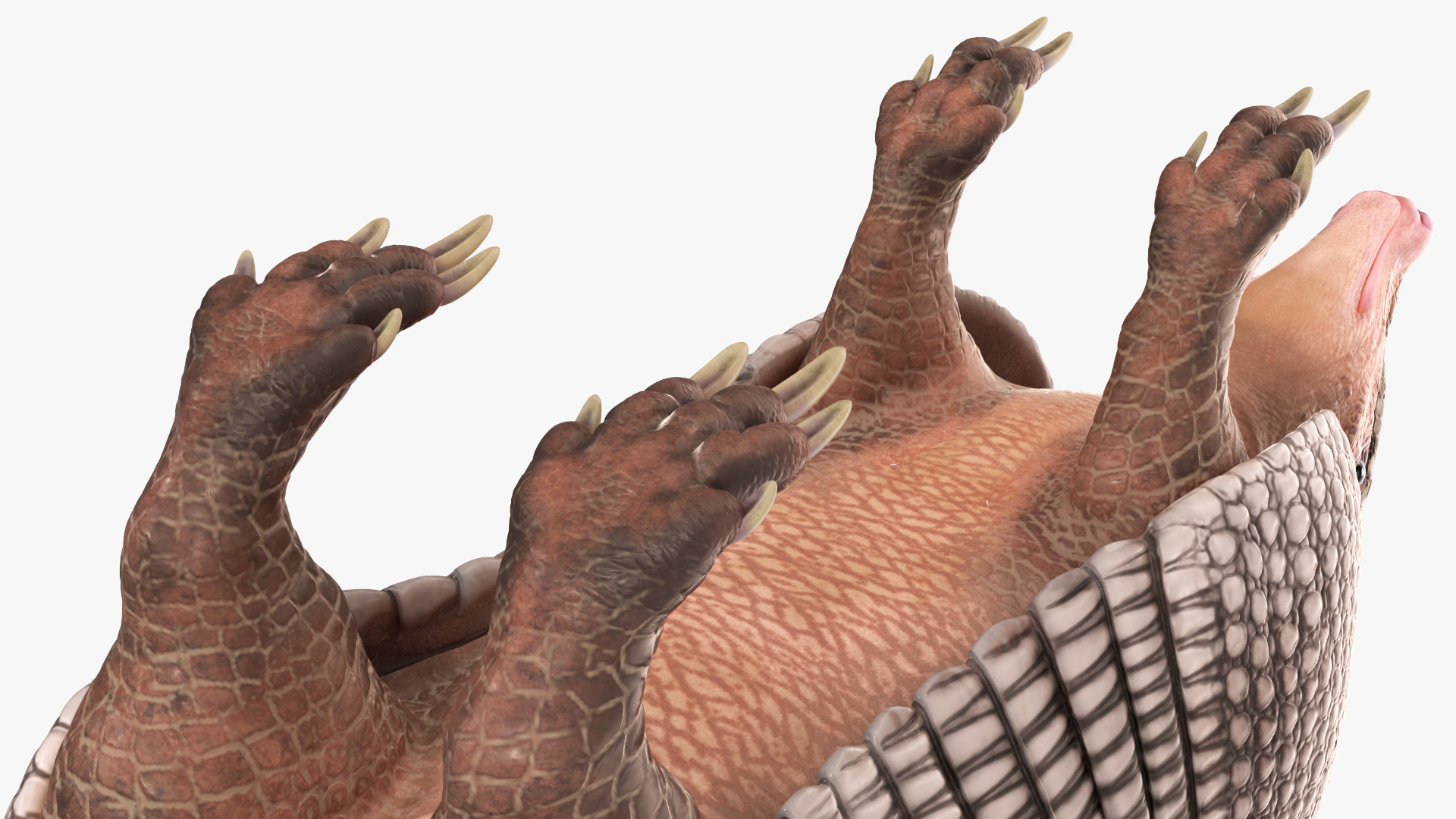 3D Armadillo Black Rigged for Cinema 4D