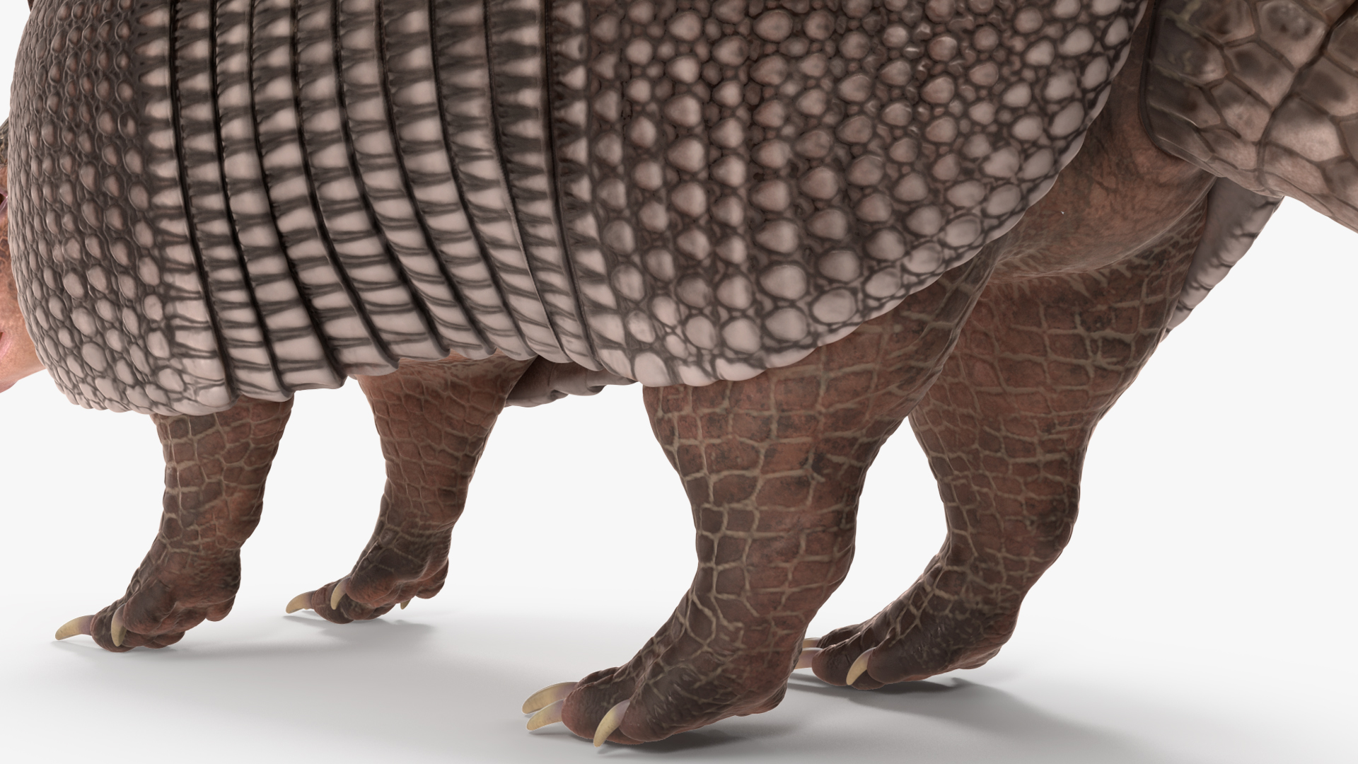 3D Armadillo Black Rigged for Cinema 4D