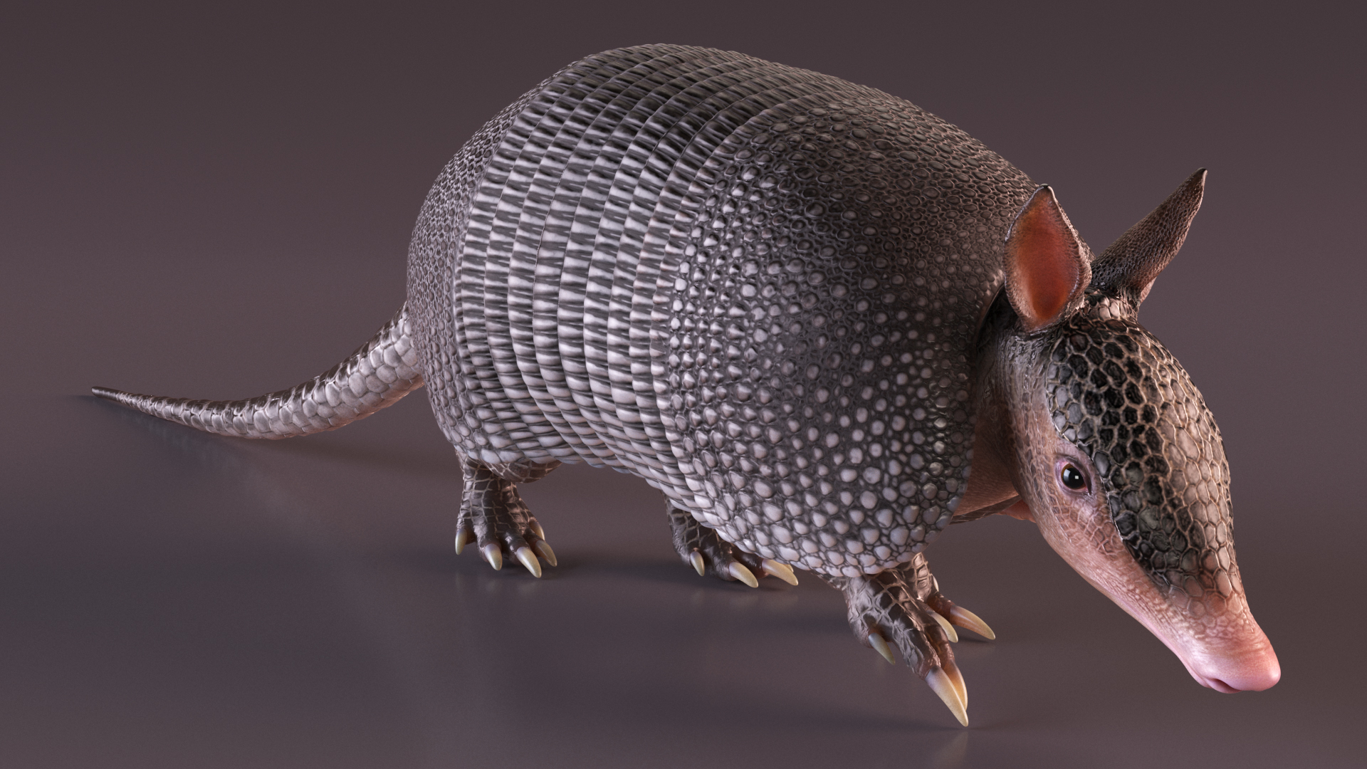 3D Armadillo Black Rigged for Cinema 4D