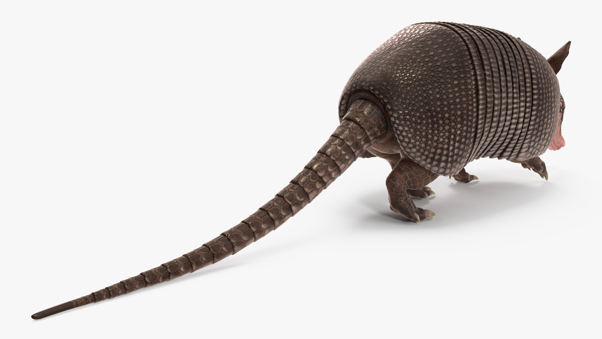 3D Armadillo Black Rigged for Cinema 4D