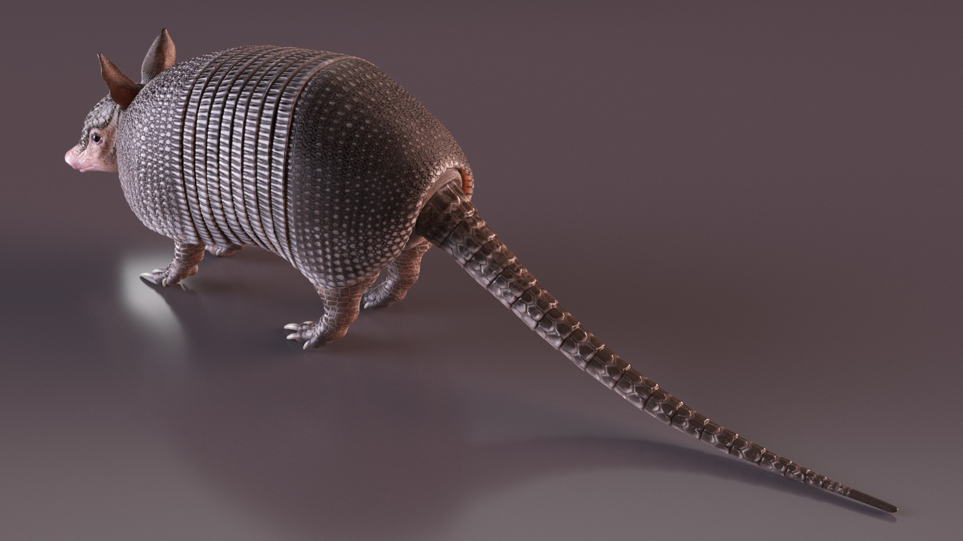 3D Armadillo Black Rigged for Cinema 4D