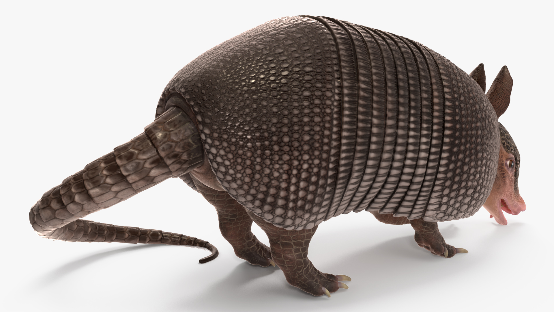 3D Armadillo Black Rigged for Cinema 4D