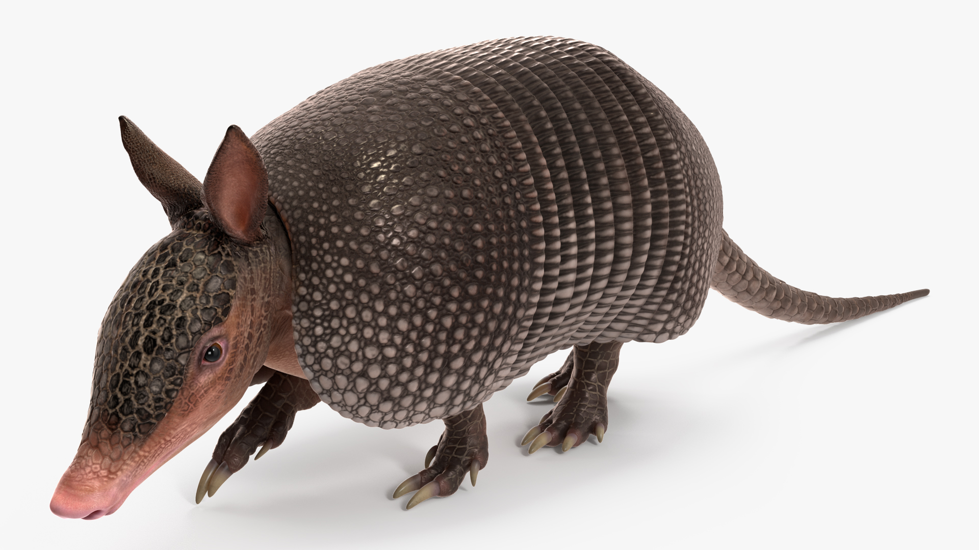 3D Armadillo Black Rigged for Cinema 4D