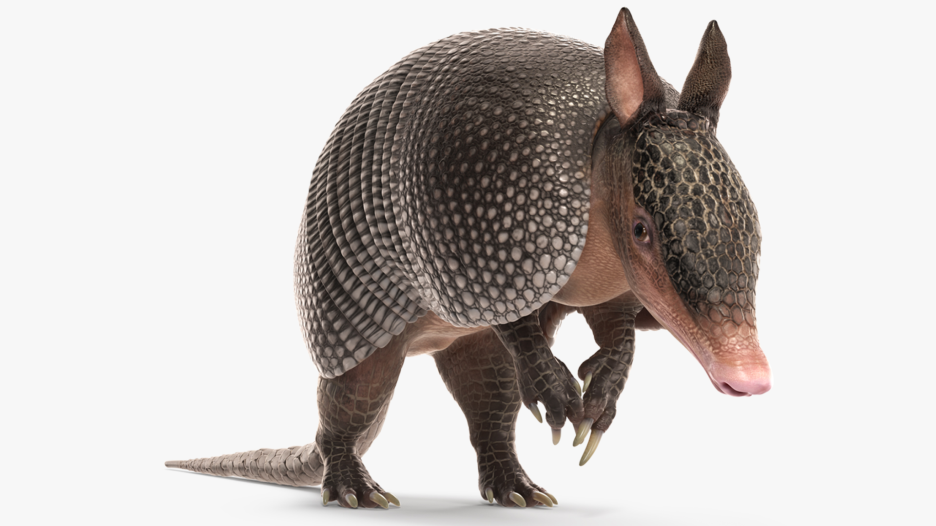 3D Armadillo Black Rigged for Cinema 4D