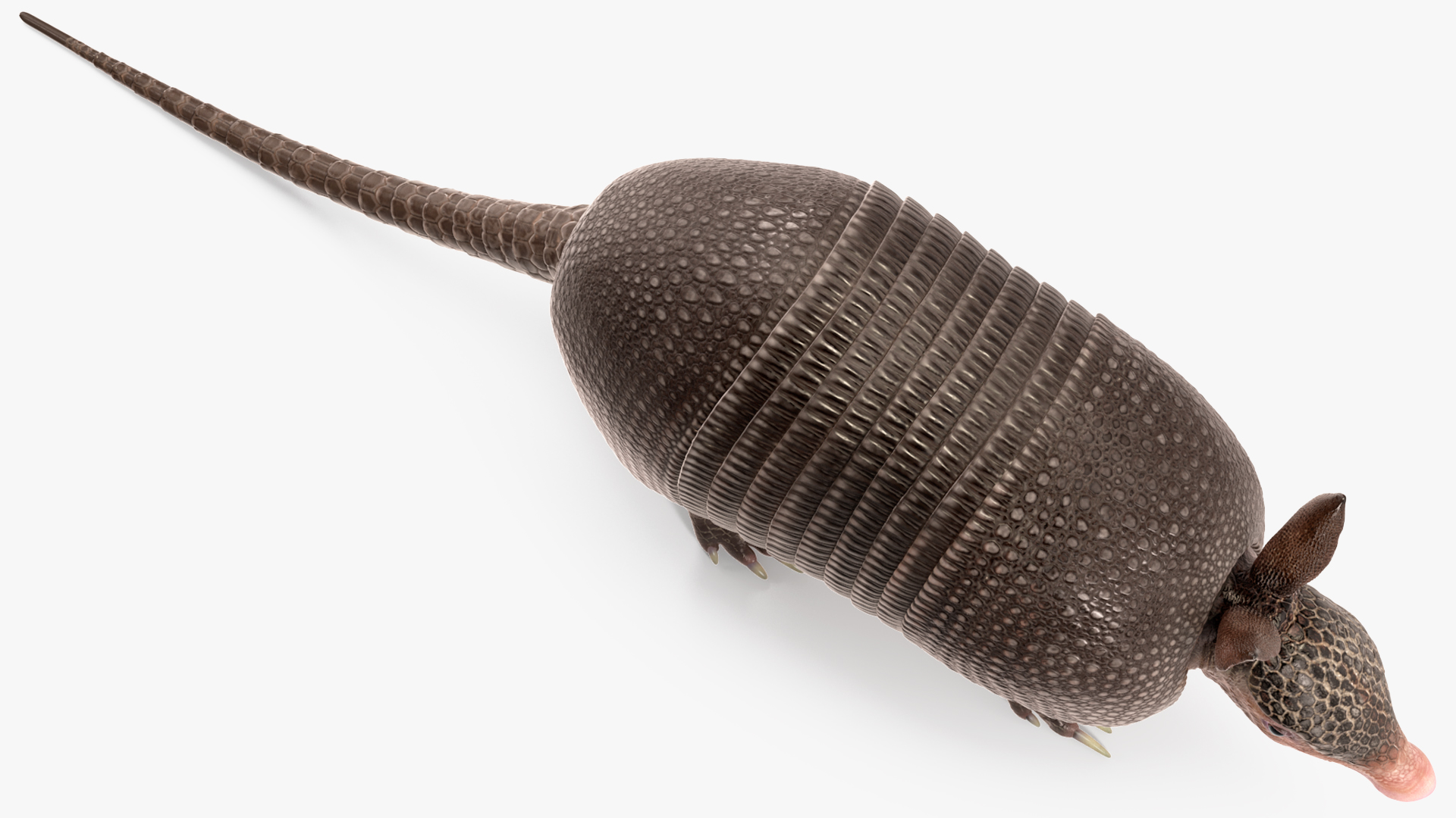 3D Armadillo Black Rigged for Cinema 4D