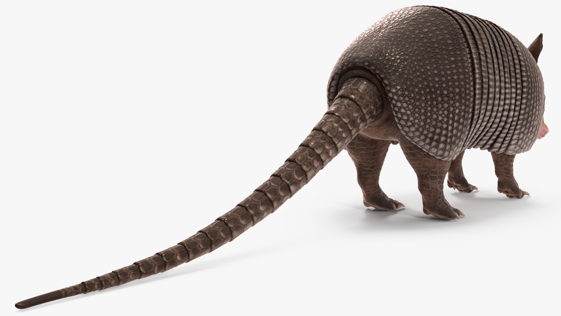 3D Armadillo Black Rigged for Cinema 4D