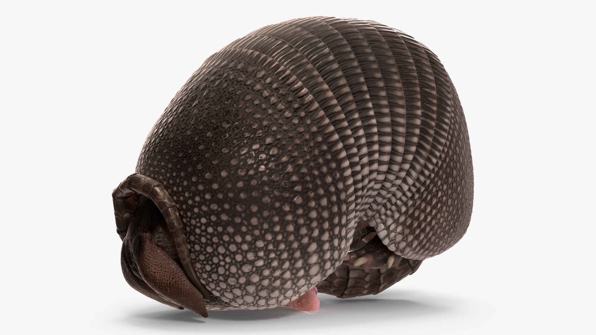 3D Armadillo Black Rigged for Cinema 4D