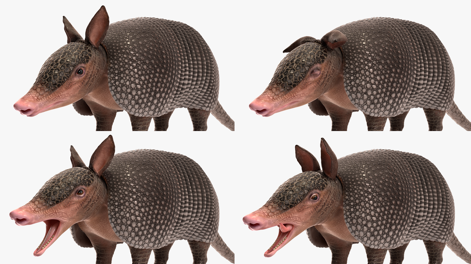 3D Armadillo Black Rigged for Cinema 4D