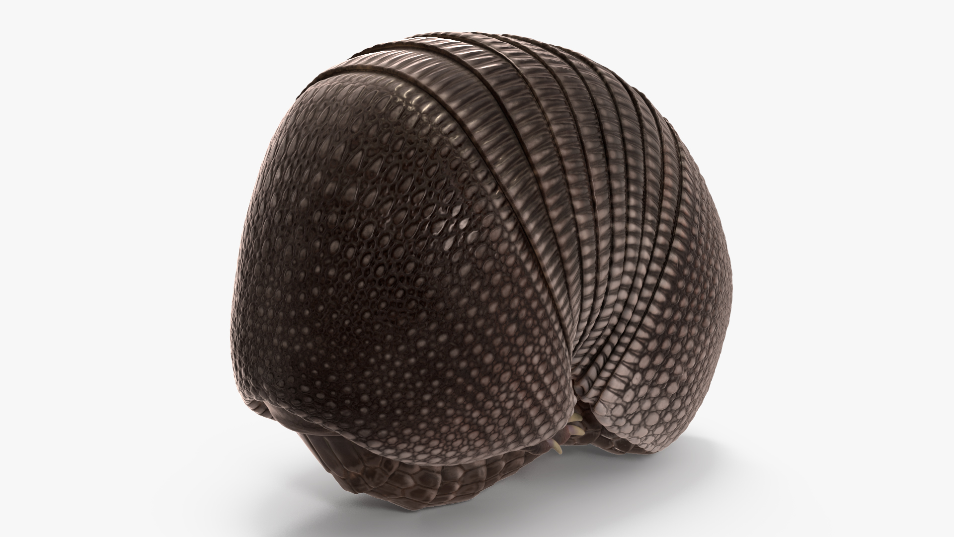 3D Armadillo Black Rigged for Cinema 4D