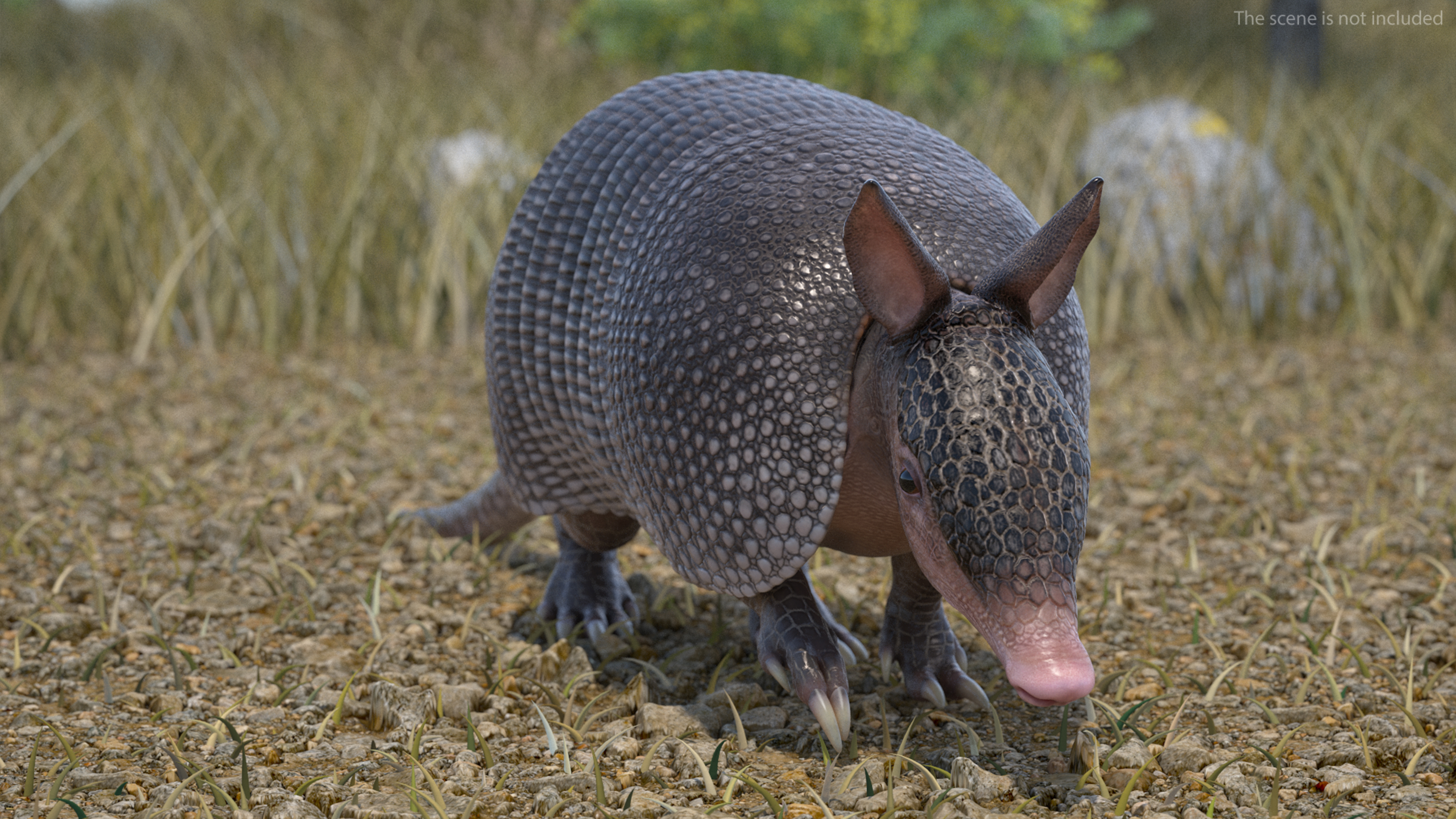 3D Armadillo Black Rigged for Cinema 4D