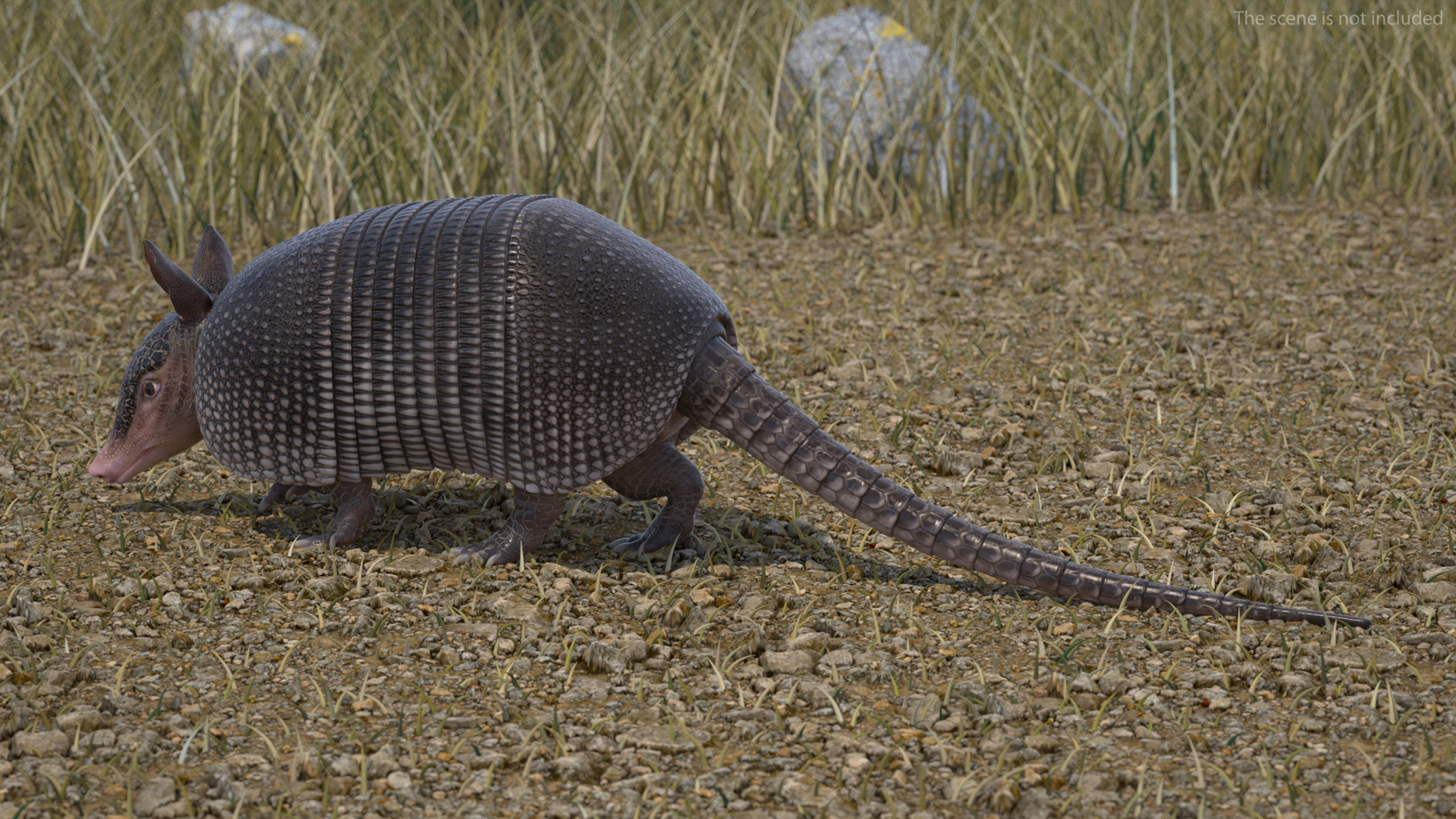3D Armadillo Black Rigged for Cinema 4D