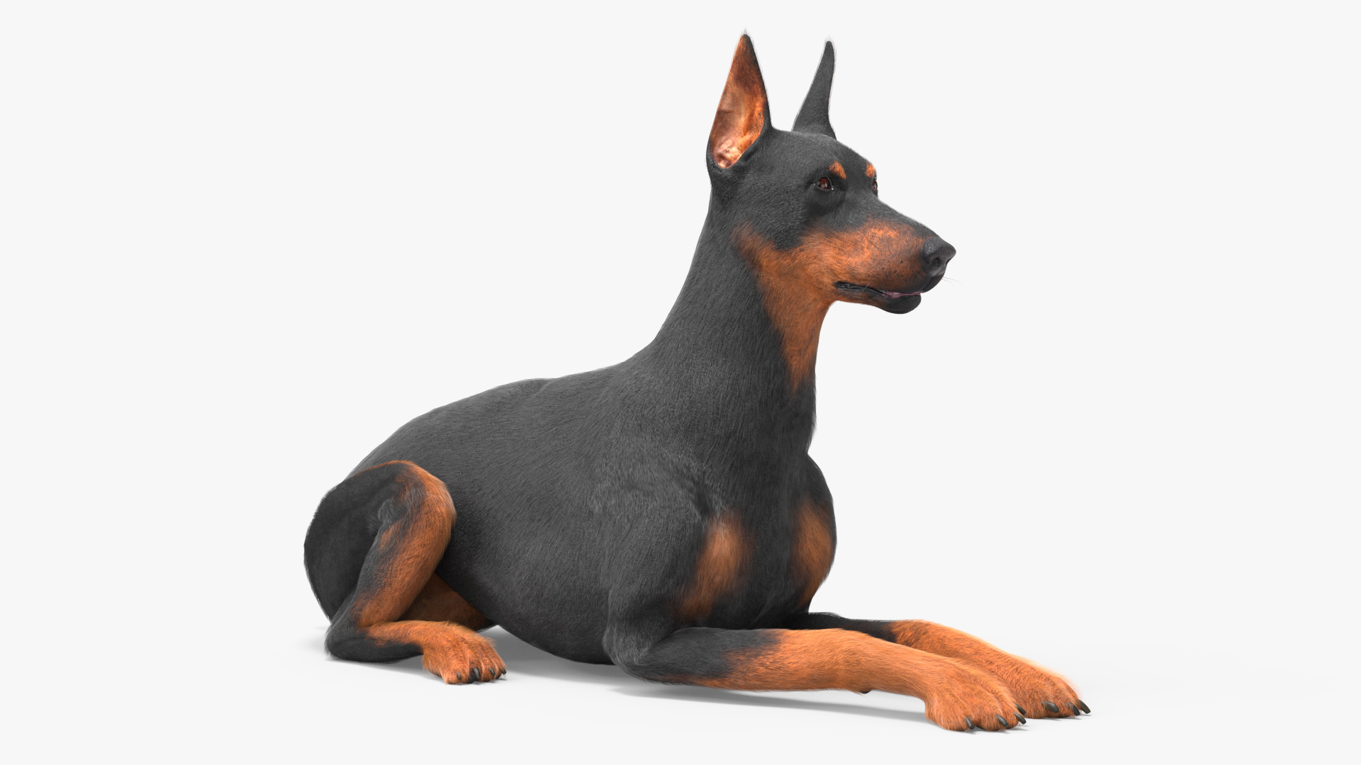 3D Doberman Pinscher Dog Lying Down Fur