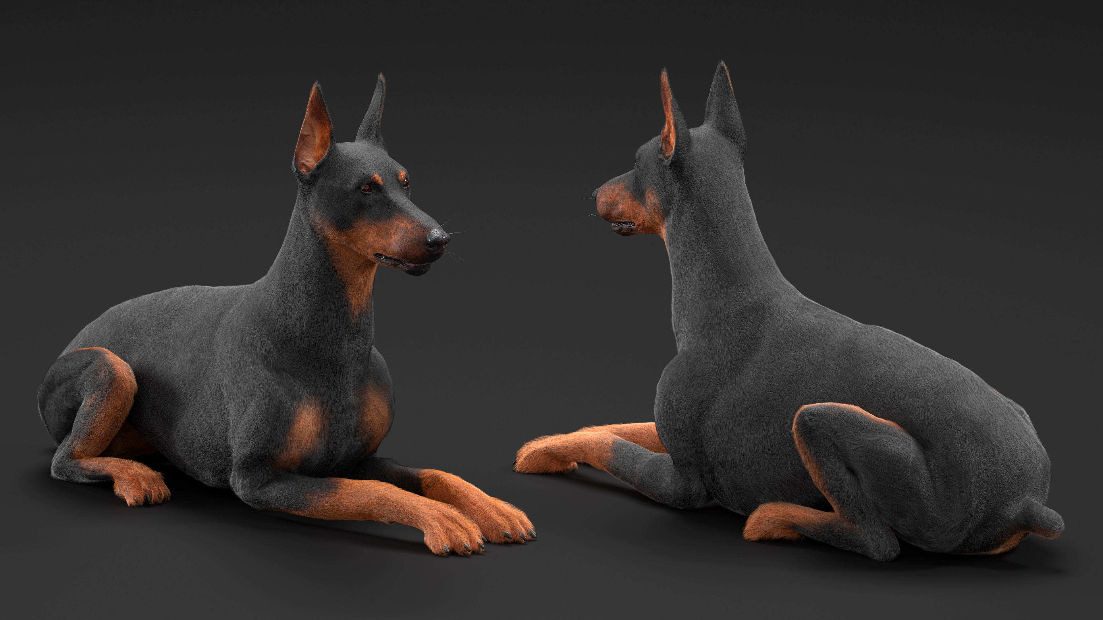3D Doberman Pinscher Dog Lying Down Fur