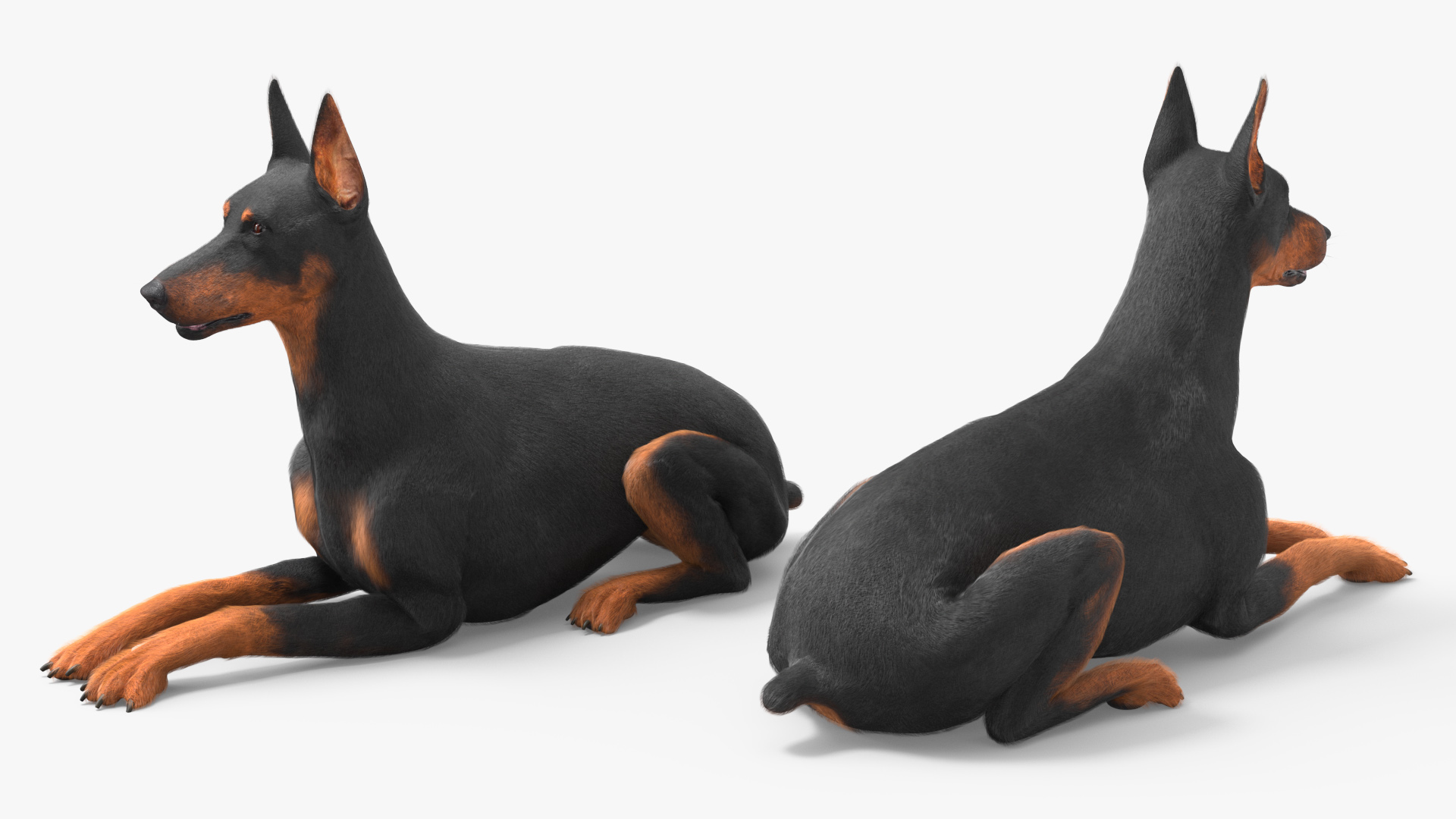 3D Doberman Pinscher Dog Lying Down Fur