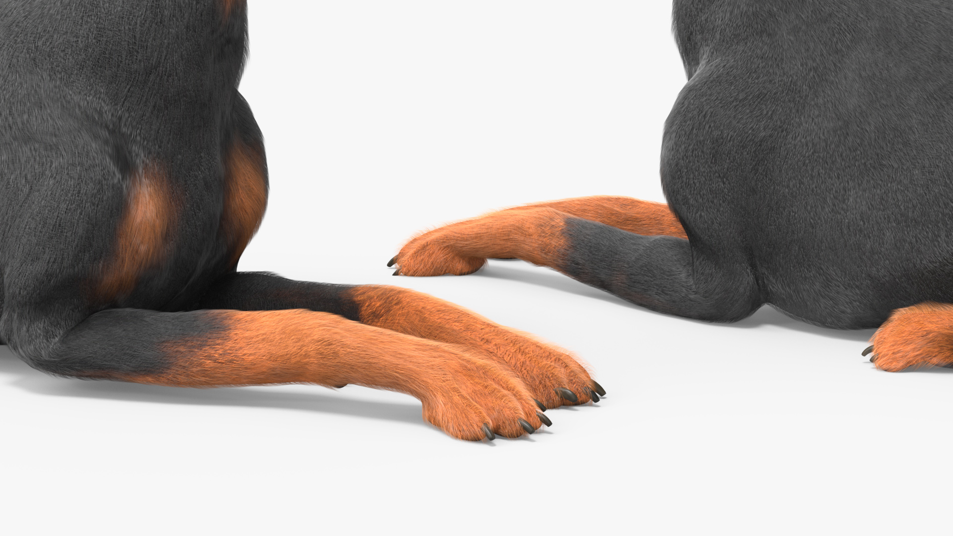 3D Doberman Pinscher Dog Lying Down Fur