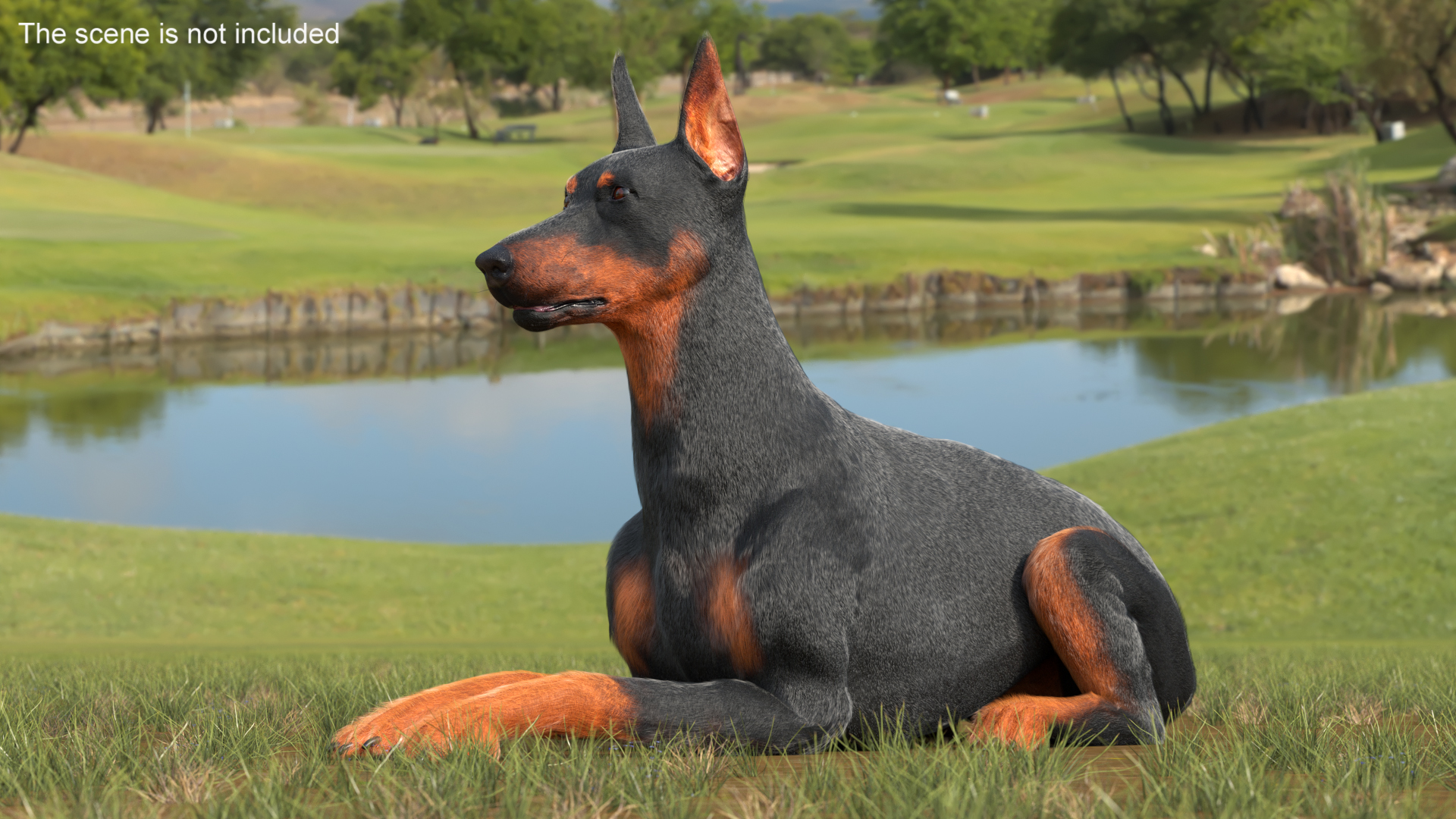 3D Doberman Pinscher Dog Lying Down Fur
