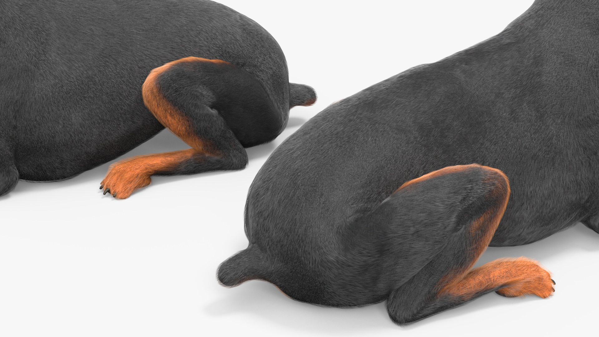 3D Doberman Pinscher Dog Lying Down Fur