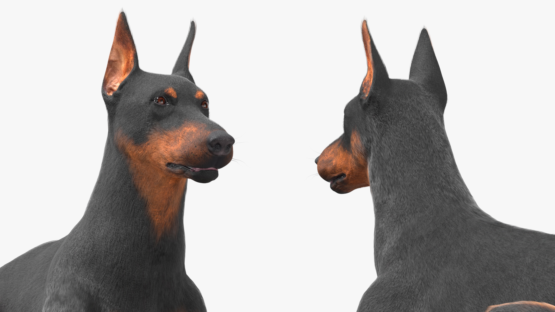3D Doberman Pinscher Dog Lying Down Fur