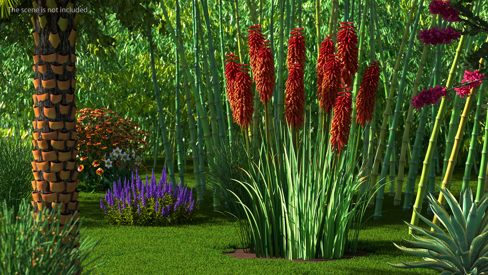 Kniphofia Nancy Red 3D model