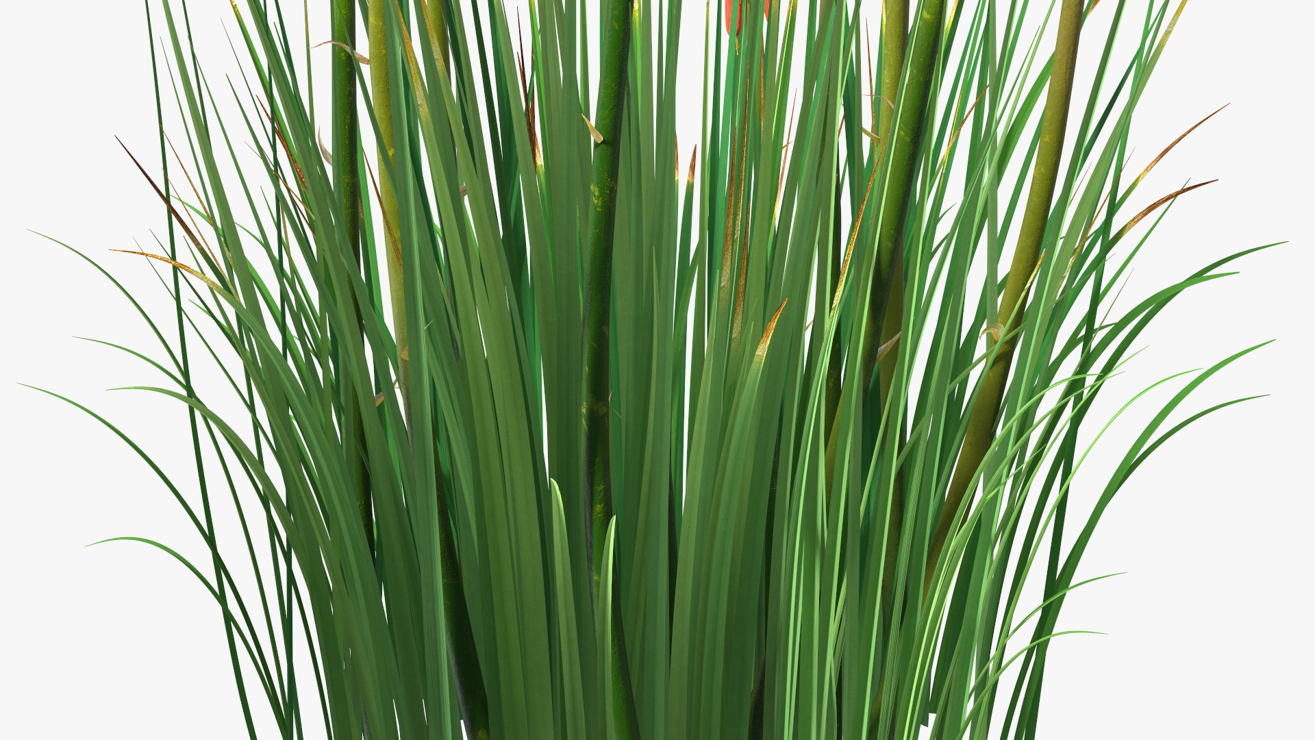 Kniphofia Nancy Red 3D model