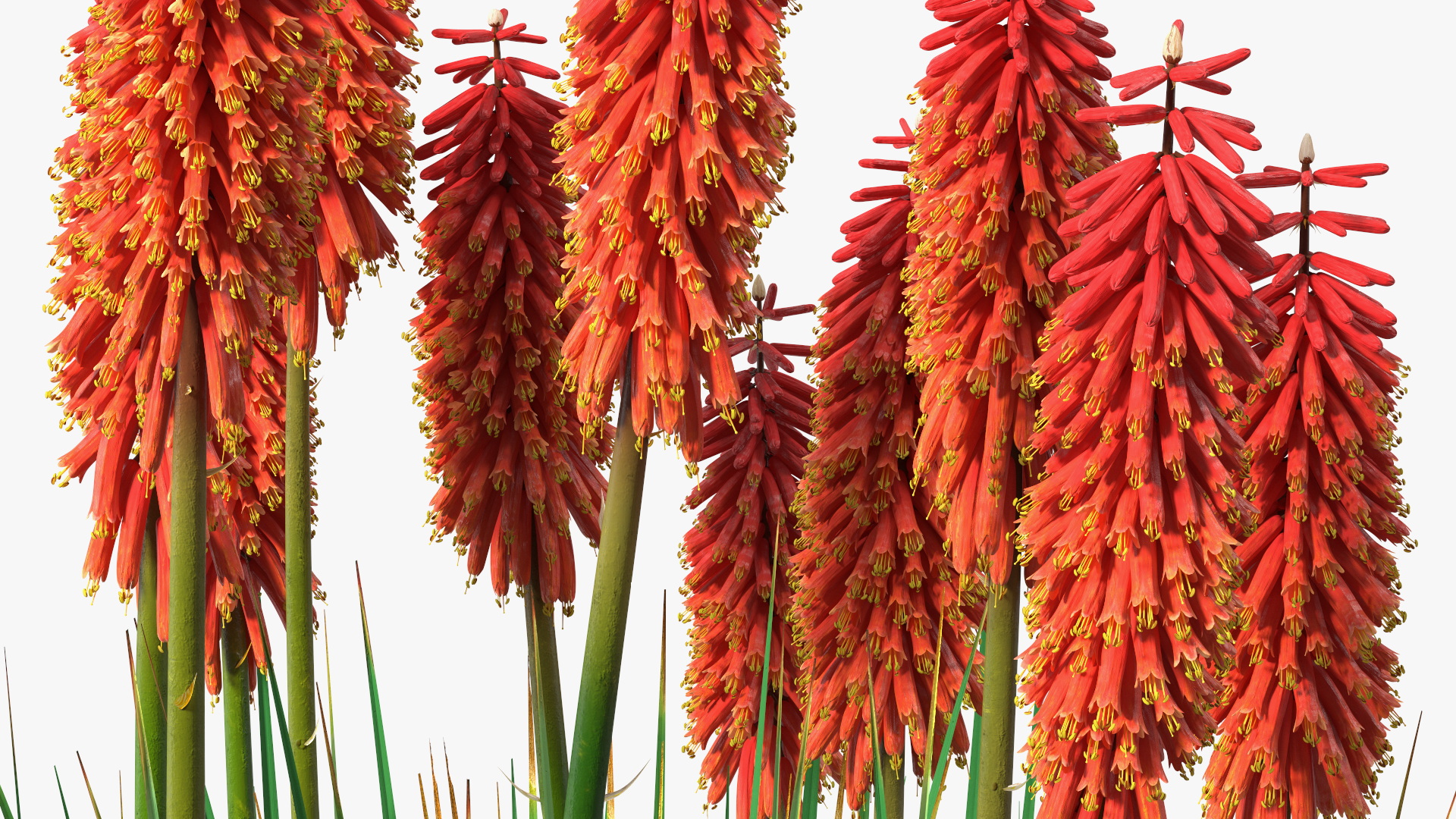 Kniphofia Nancy Red 3D model