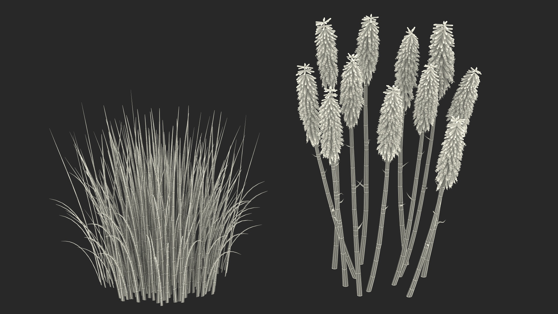 Kniphofia Nancy Red 3D model