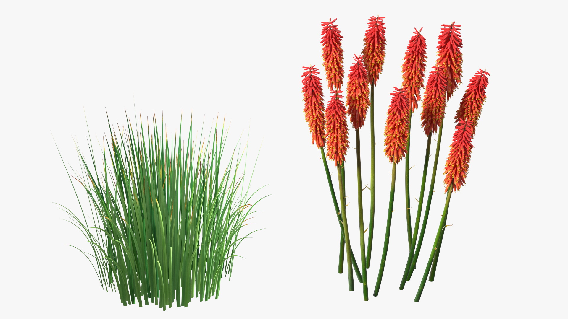 Kniphofia Nancy Red 3D model