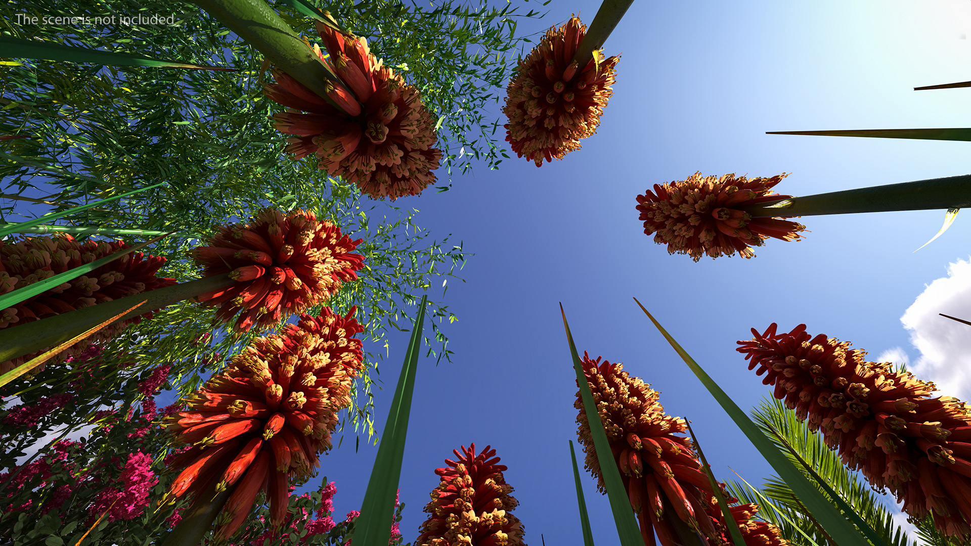 Kniphofia Nancy Red 3D model