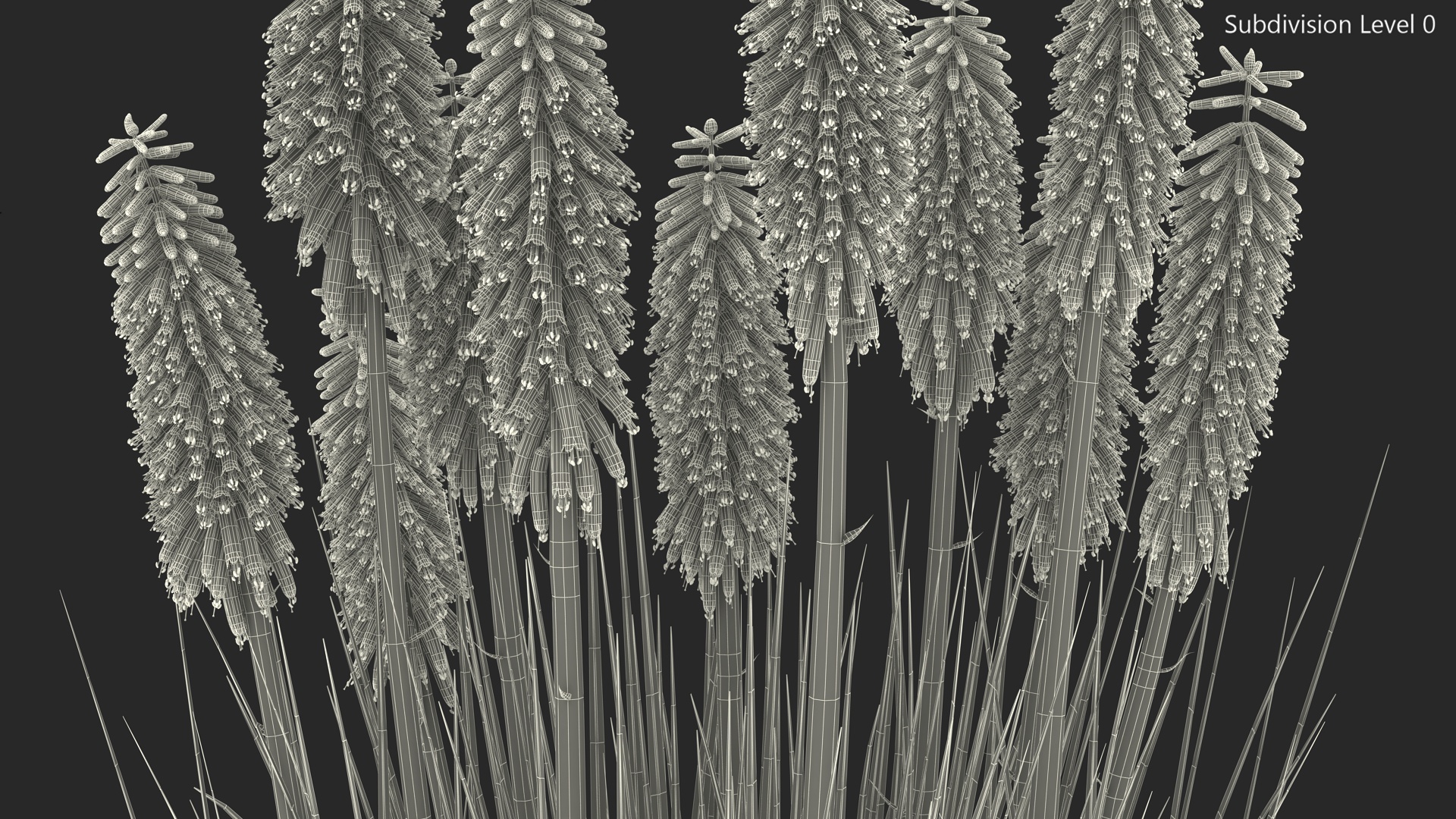 Kniphofia Nancy Red 3D model