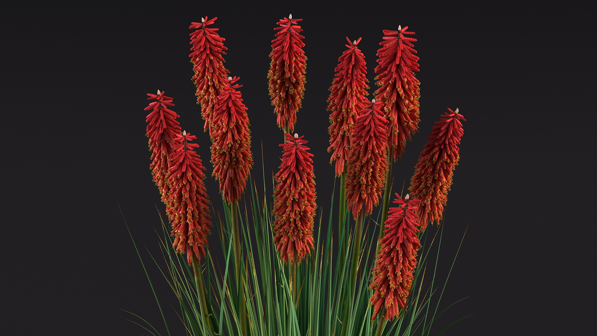 Kniphofia Nancy Red 3D model