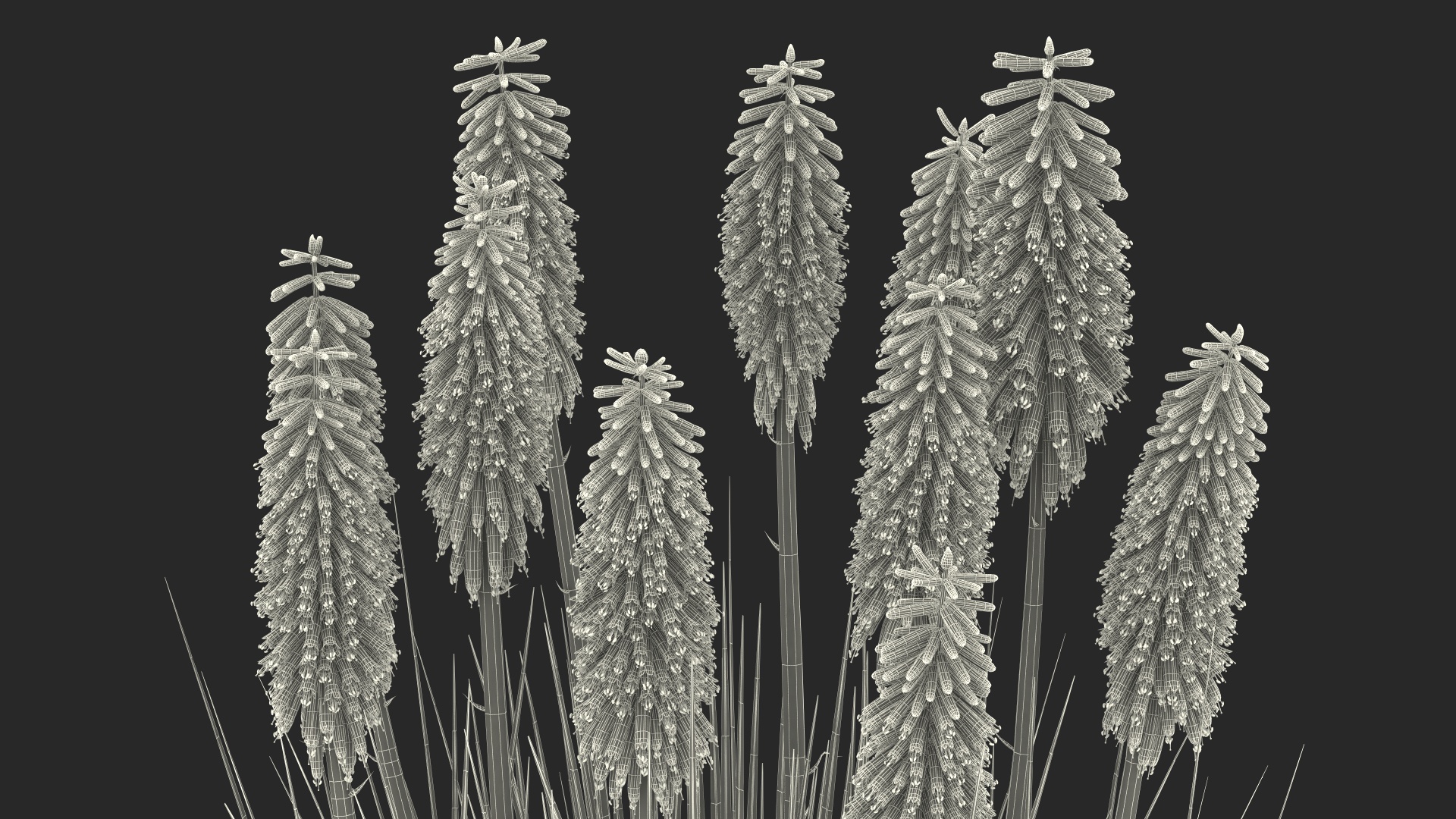 Kniphofia Nancy Red 3D model