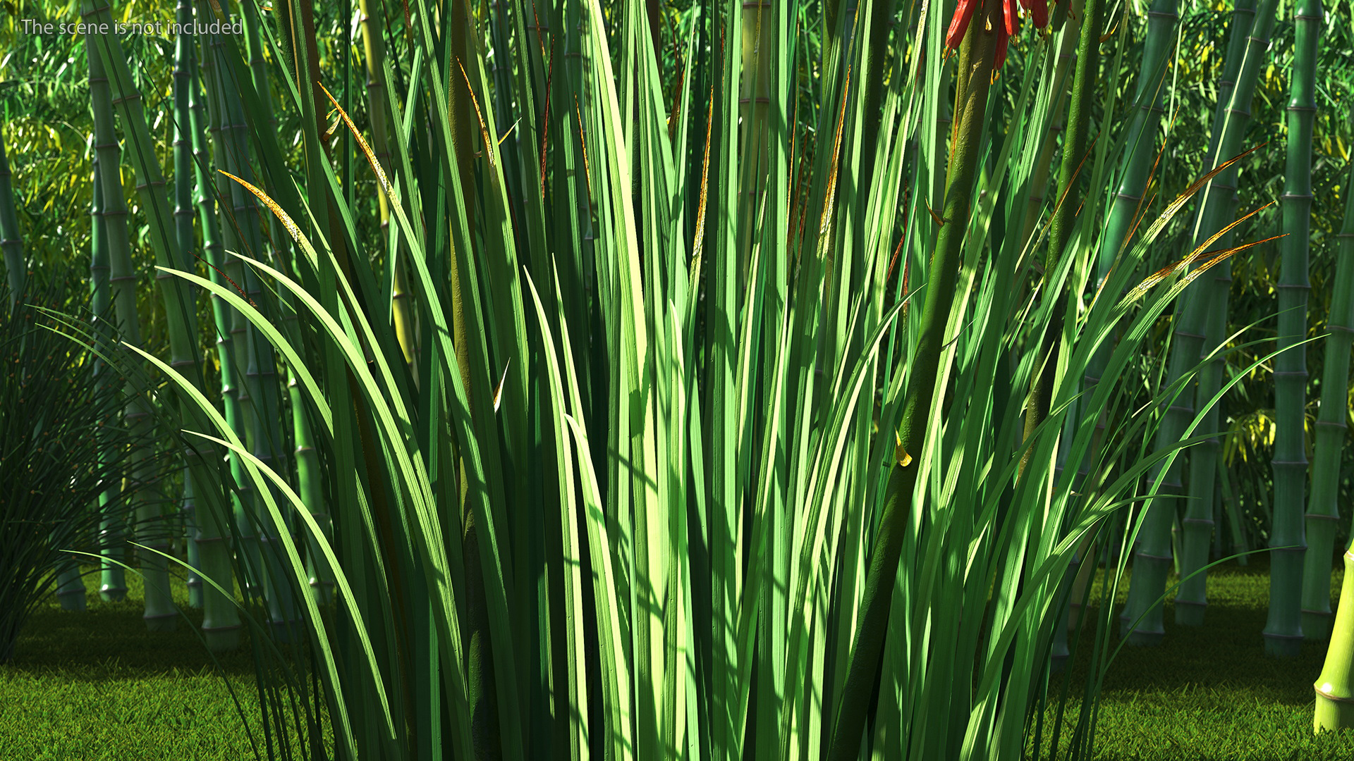 Kniphofia Nancy Red 3D model