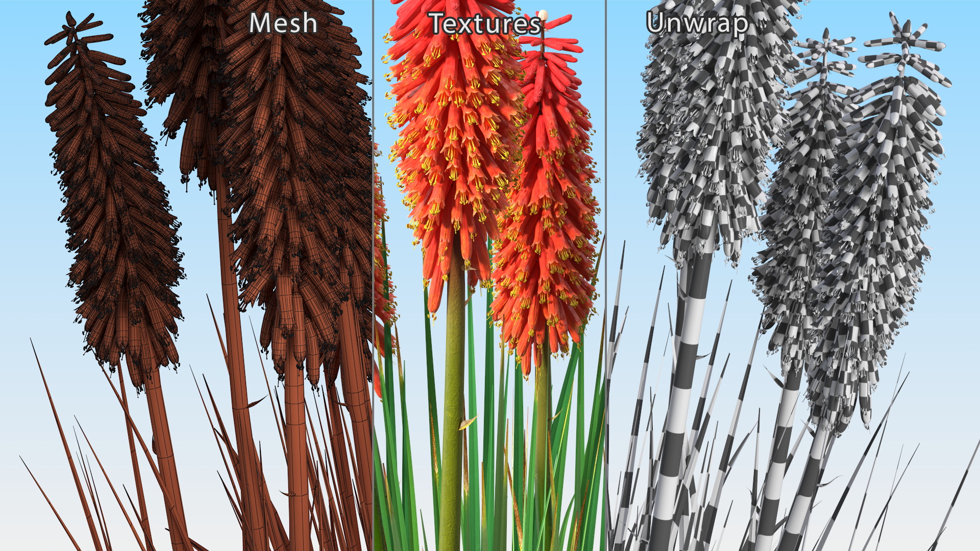 Kniphofia Nancy Red 3D model