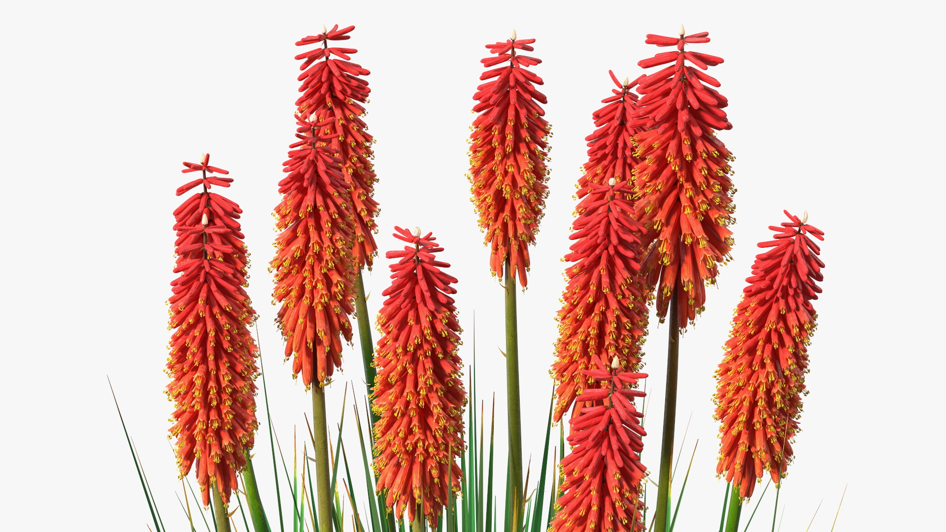 Kniphofia Nancy Red 3D model