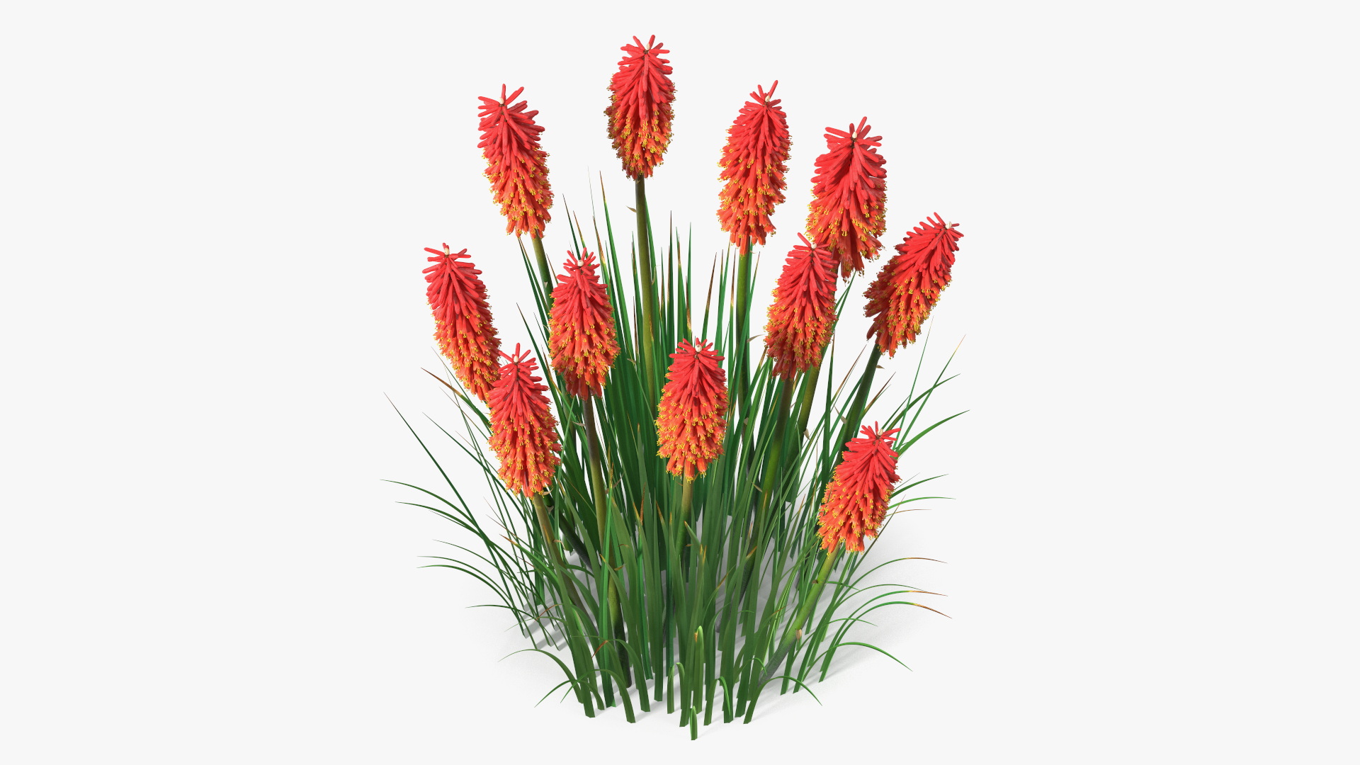 Kniphofia Nancy Red 3D model