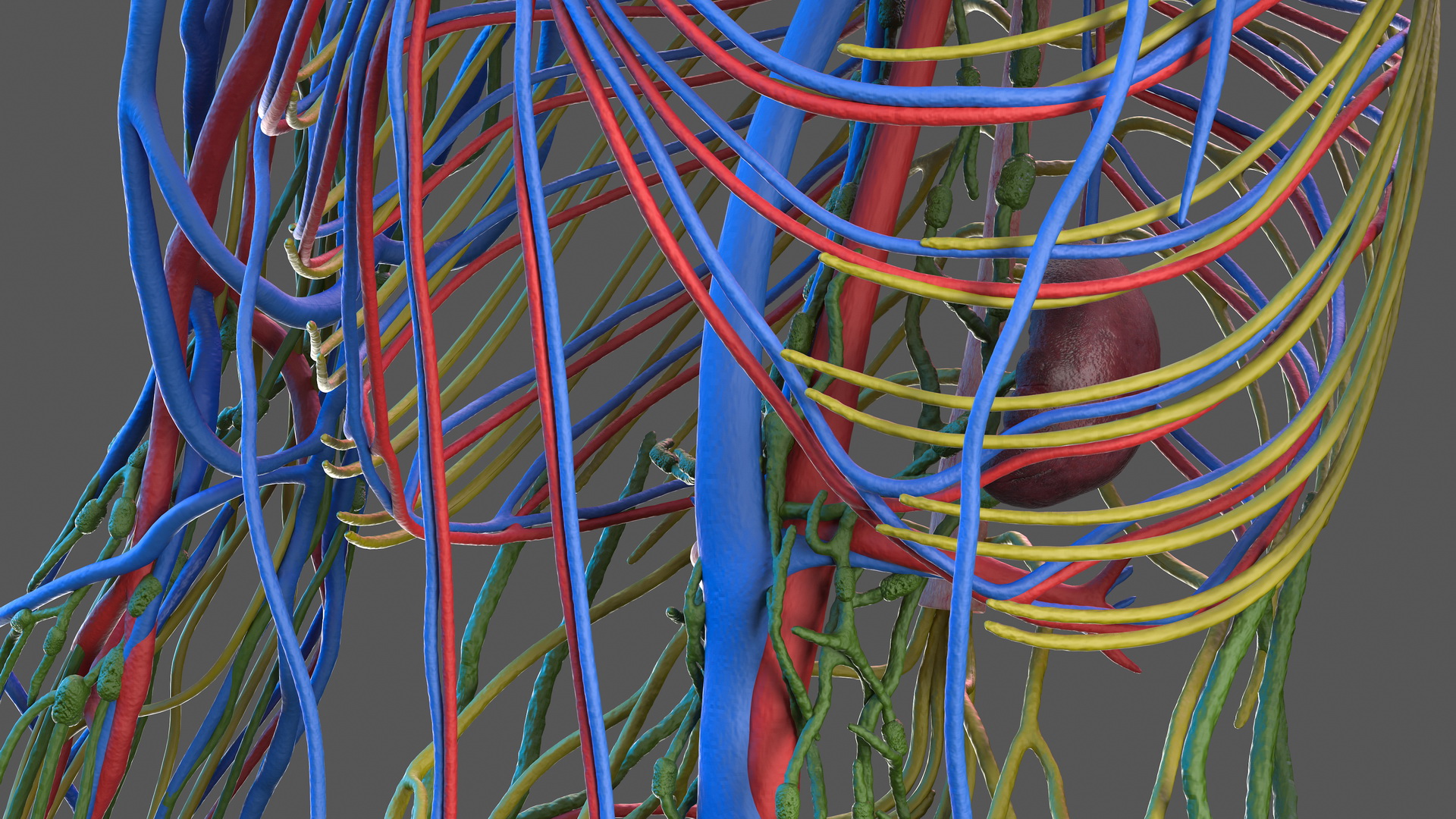 Male Cardiovascular Lymphaticand and Nervous Systems 3D