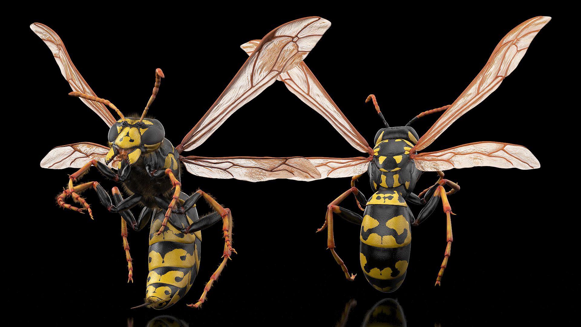 3D model Wasp Attack Pose Fur