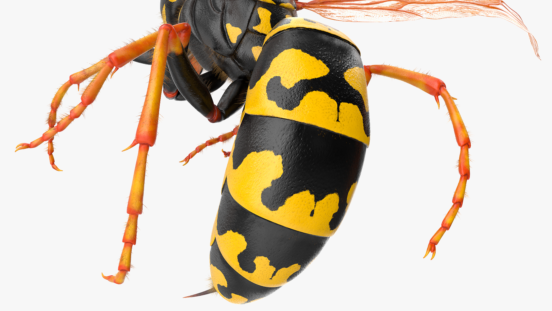 3D model Wasp Attack Pose Fur