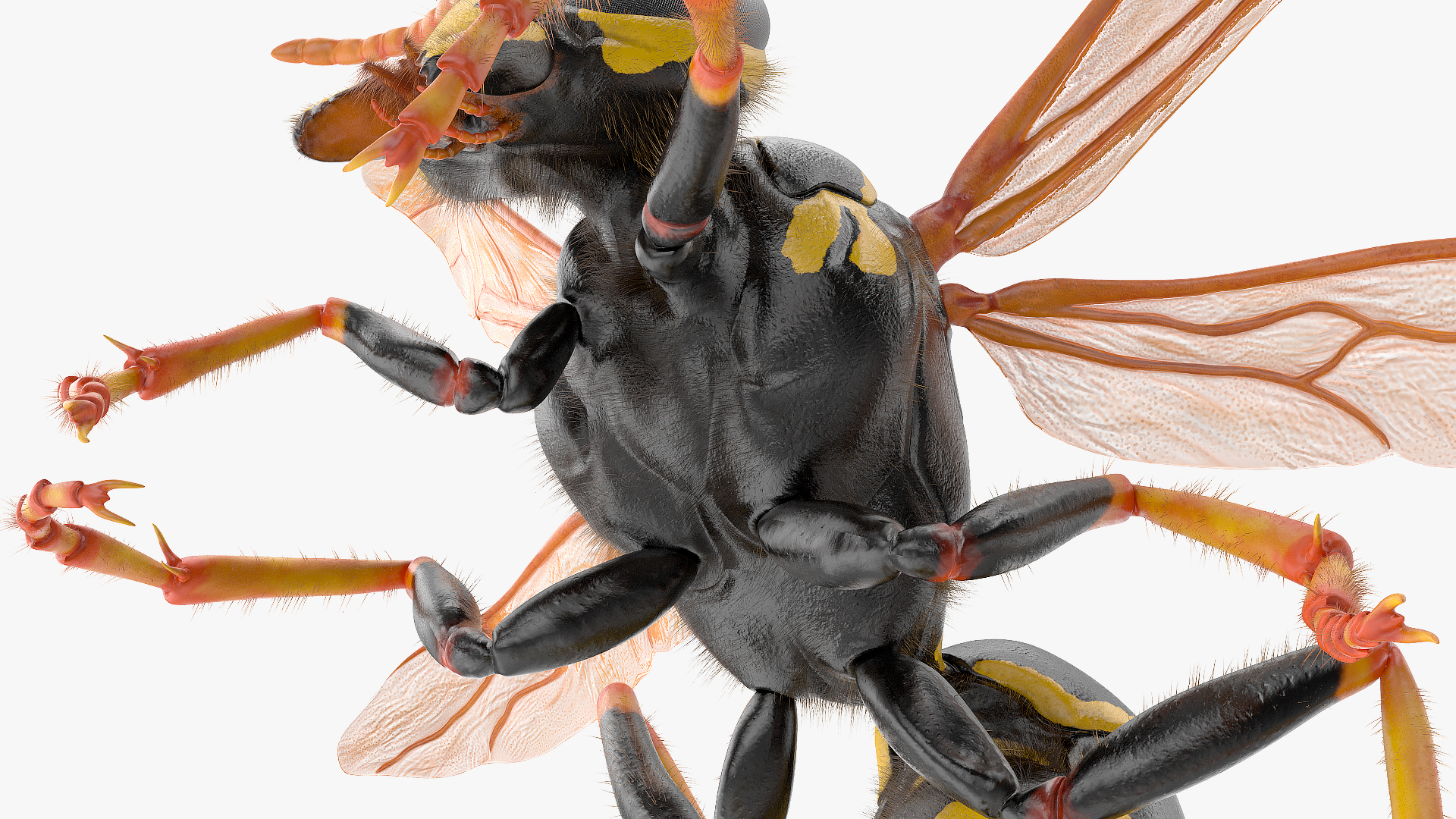 3D model Wasp Attack Pose Fur