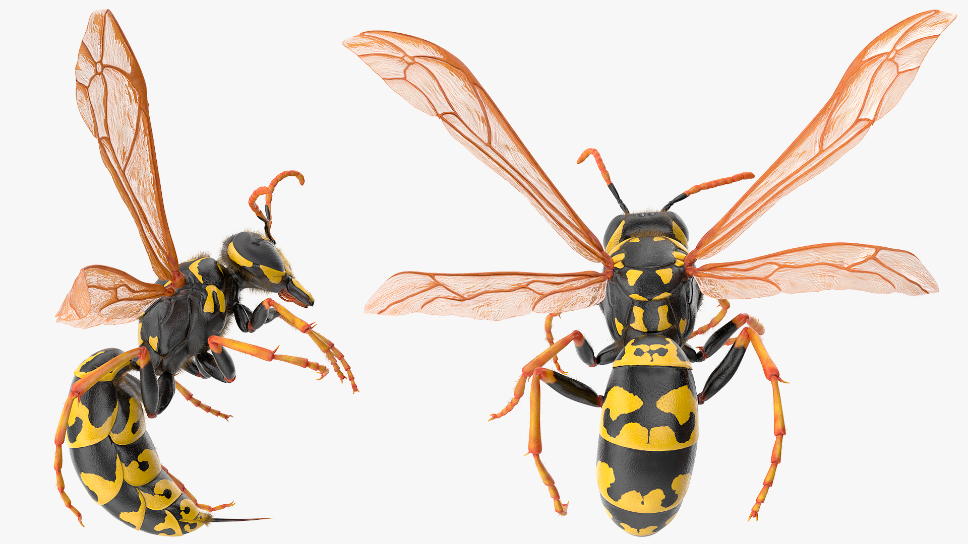 3D model Wasp Attack Pose Fur