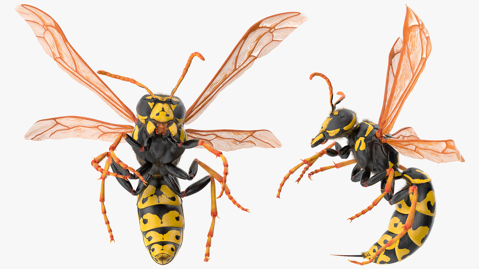 3D model Wasp Attack Pose Fur