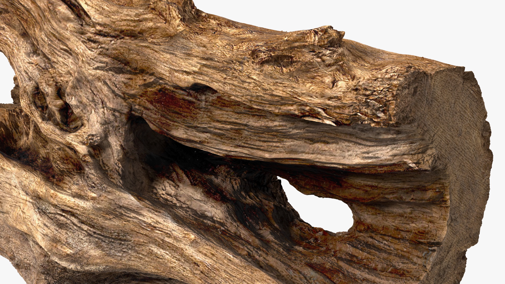 3D model Snag Trunk