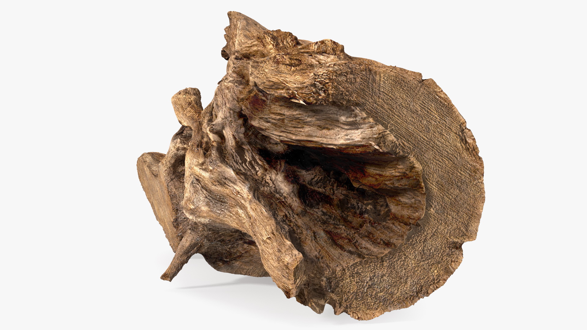 3D model Snag Trunk