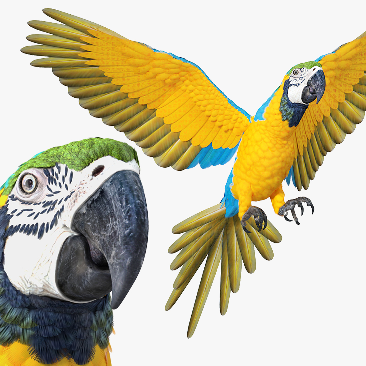 Blue and Yellow Macaw Rigged