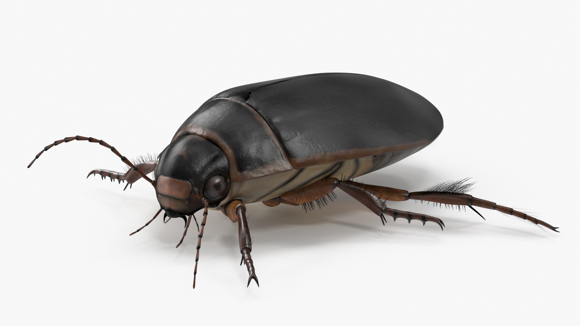 3D Screech Beetle Black Realistic Rigged for Maya