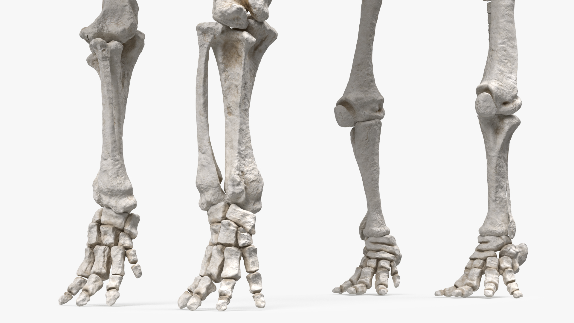 3D model Mammoth Skeleton Clean Bones Rigged