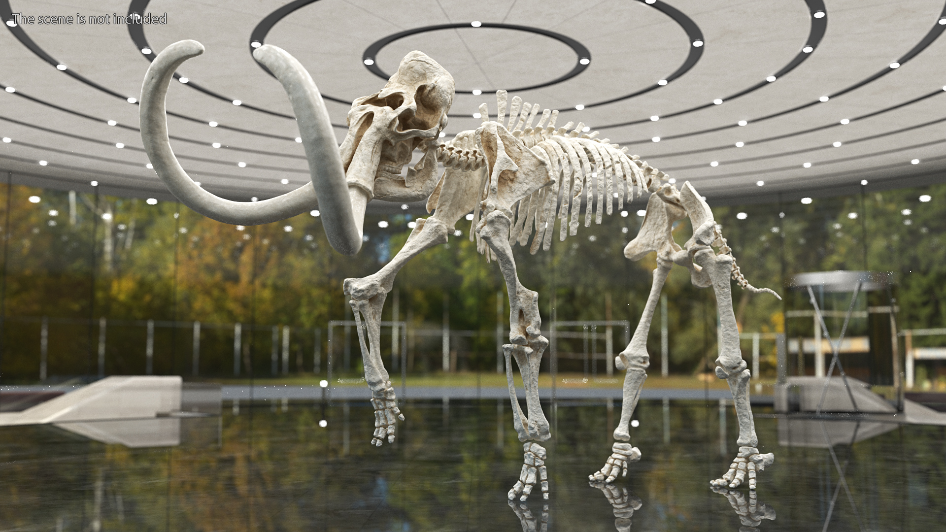 3D model Mammoth Skeleton Clean Bones Rigged