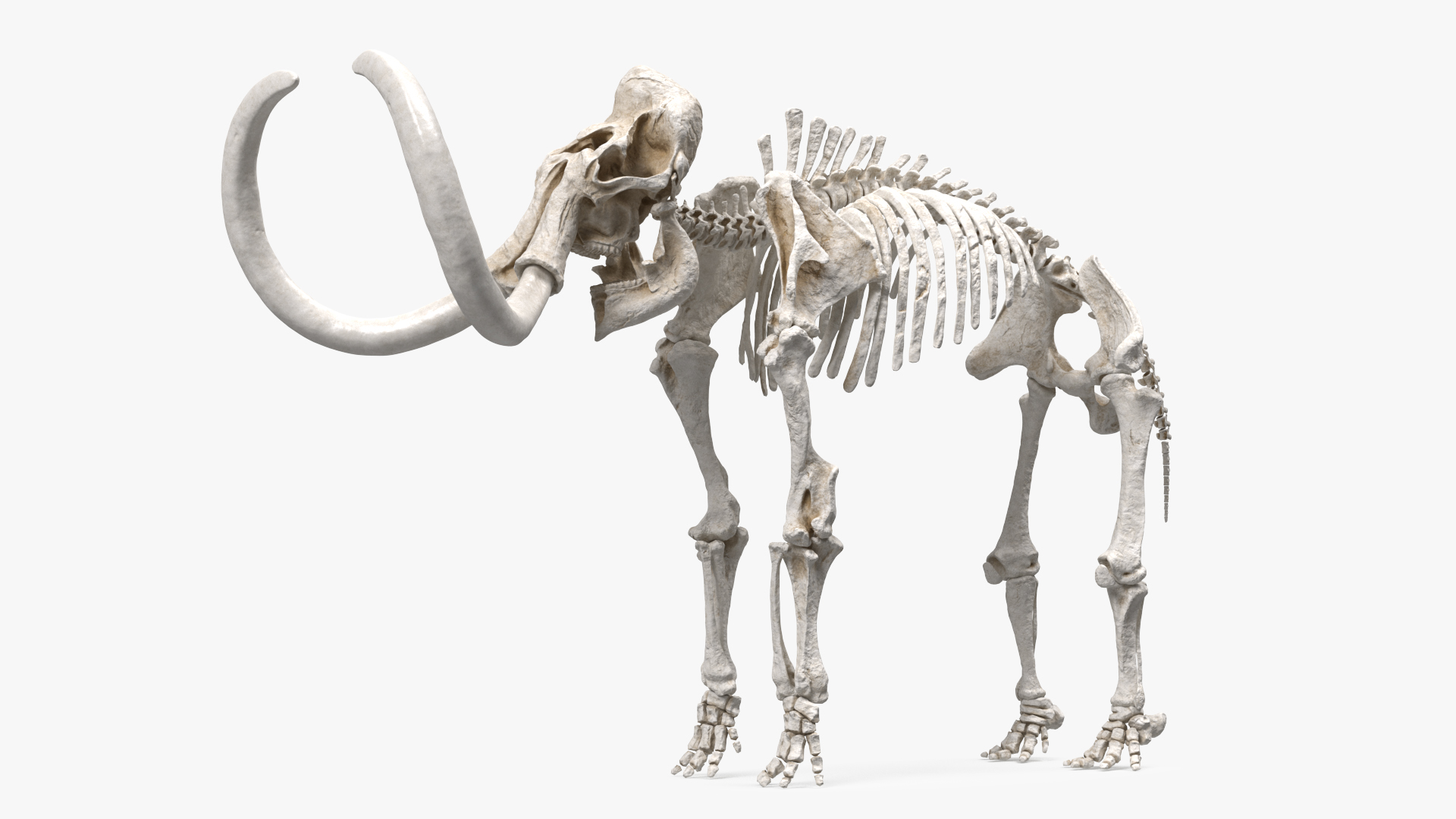 3D model Mammoth Skeleton Clean Bones Rigged